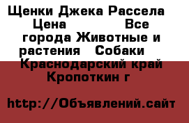 Щенки Джека Рассела › Цена ­ 10 000 - Все города Животные и растения » Собаки   . Краснодарский край,Кропоткин г.